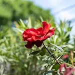 костадинов 3* Βάρνα