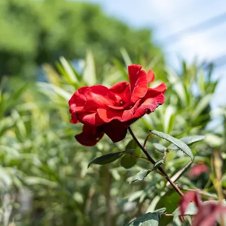 костадинов 3* 瓦爾納