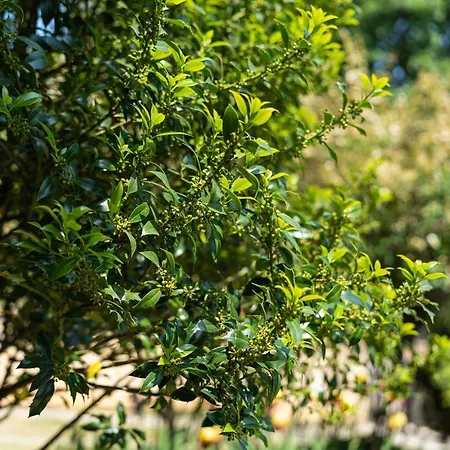 костадинов 瓦爾納