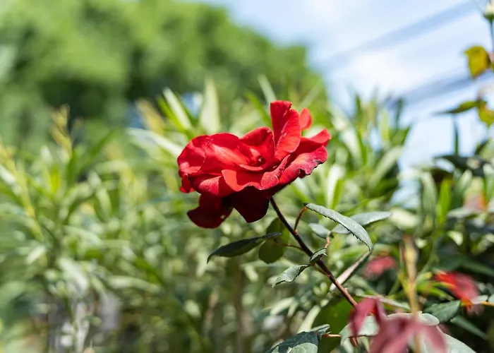 костадинов 3* Várna