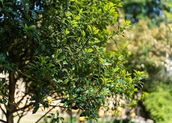 костадинов Várna